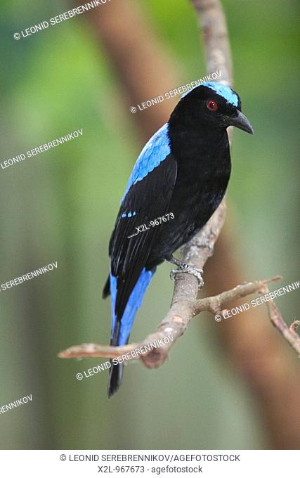 Asian fairy bluebird at Langkawi Bird Paradise  Scientific name: Irena puella  Langkawi, Malaysia