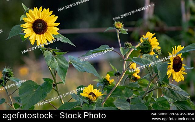 13 September 2020, Berlin, Kladow: Sunflowers can be seen in a field near Kladow. Photo: Paul Zinken/dpa-Zentralbild/dpa. - Kladow/Berlin/Germany