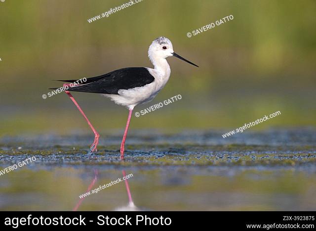 Black-winged Stilt (Himantopus himantopus), side view of an adult male standing in the water, Campania, Italy