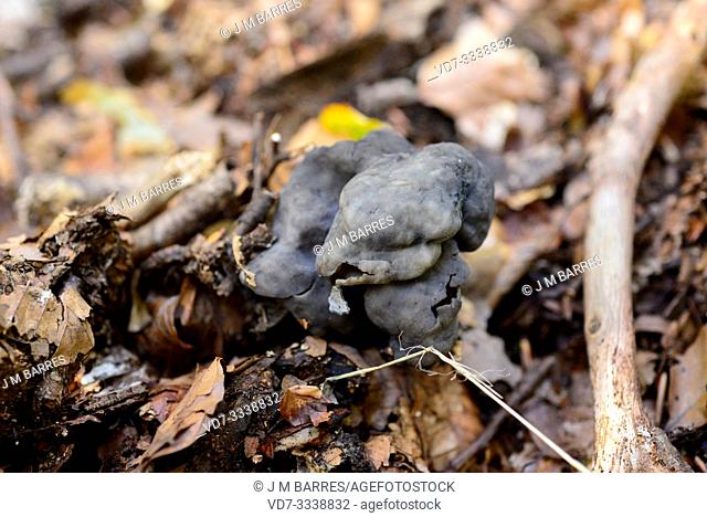 Elfin saddle or slate grey saddle (Helvella lacunosa) is an edible mushroom; it is consumed well-done but is not recommended