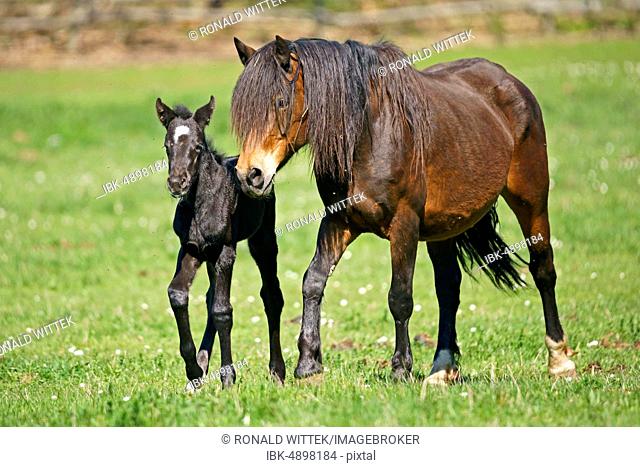 Domestic horse, mare with foal running on the pasture, Germany