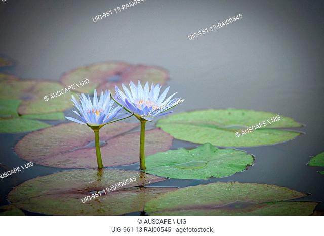 Cape water lilies, Nymphaea caerulea, two flowers. Casino, New South Wales, Australia. (Photo by: Auscape/UIG)