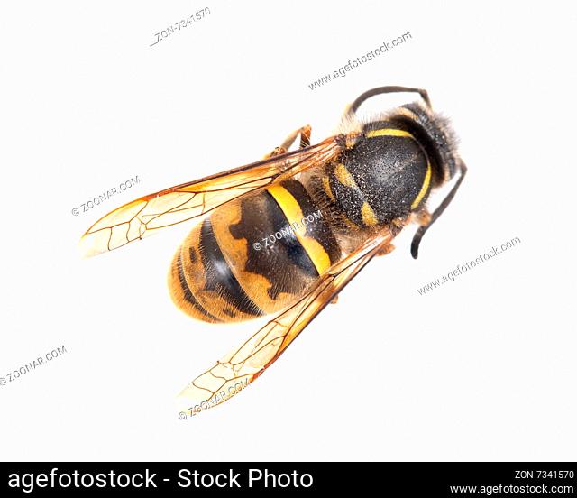 Dead wasp isolated on a white background