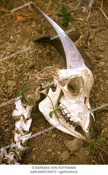 Skull of Feral Goat, San Cristobal Island, Galapagos