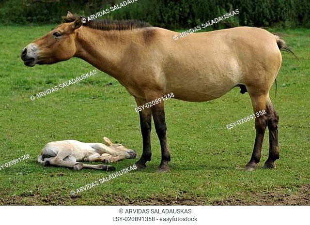 Przewalski-Pferd (Equus ferus przewalskii) mit