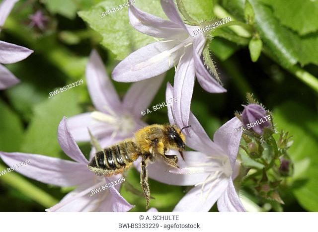 common leafcutter bee, common leafcutting bee, rose leaf-cutting bee (Megachile centuncularis, Megachile versicolor), approaching a bell flower, Germany