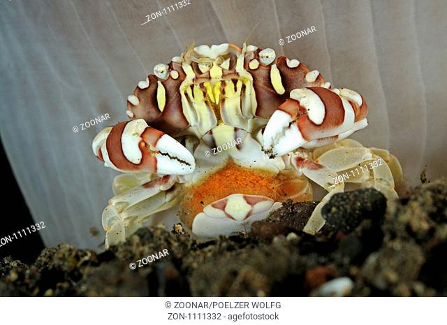 Lissocarcinus laevis, Schwimmkrabbe mit Eier, Swimmer Crab with eggs, Tulamben, Bali, Indonesien, Indopazifik, Indonesia, Asien, Indo-Pacific Ocean, Asia