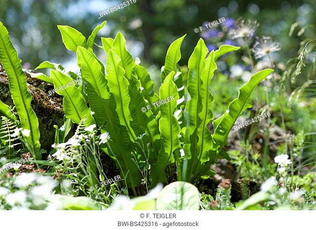 hart's tongue, European harts-tongue fern (Asplenium scolopendrium, Phyllitis scolopendrium), fronds in backlight, Germany