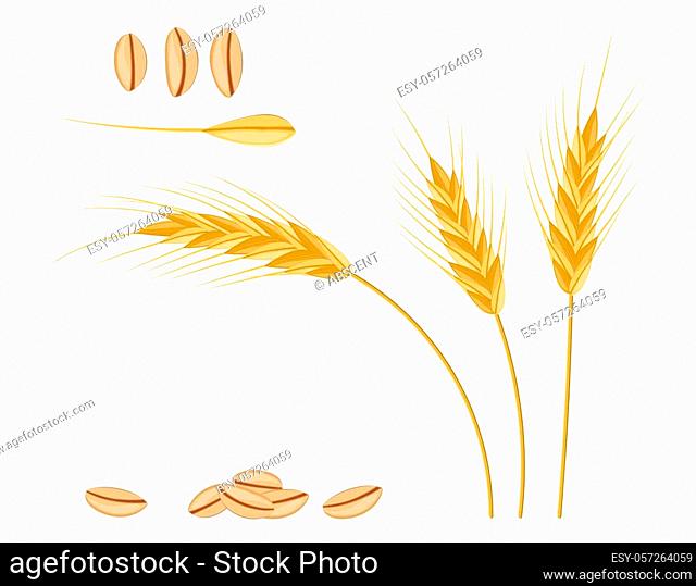 Whole stalks, wheat ears spikelets with seeds. Bakery pastry cereals. Oat bunch with grains. Vector illustration in flat style