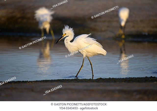 White heron (Ardea alba), Siesta Key, Sarasota, Florida, USA. .
