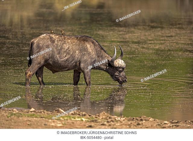 Cape buffalo (Syncerus caffer), adult, with Red-billed oxpecker (Buphagus erythrorhynchus), drinking at waterhole, Mountain Zebra National Park, Eastern Cape