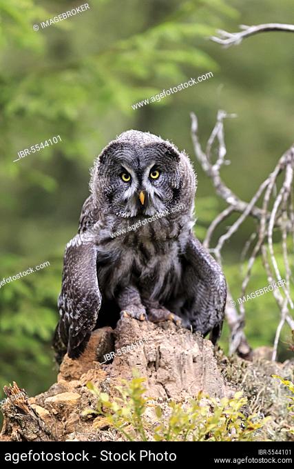 Great Grey Owl (Strix nebulosa), Pelm, Kasselburg, Eifel, Germany, Europe