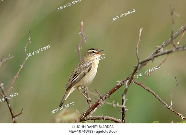 Sedge Warbler - Male singing (Acrocephalus schoenobaenus)
