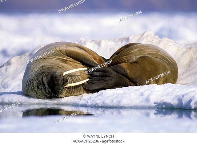 Atlantic walruses Odobenus rosmarus rosmarus loafing on the pack ice, Alexandra Fiord, east-central Ellesmere Island, Canadian High Arctic