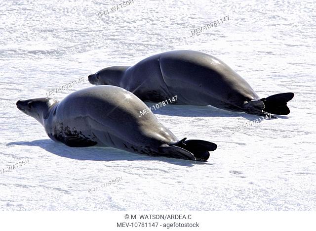 Crabeater Seal - two on ice (Lobodon carcinophaga)