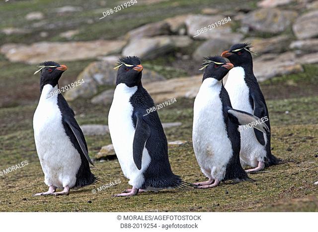 Falkland Islands, Saunders island, Rockery, Rockhopper penguin Eudyptes chrysocome chrysocome