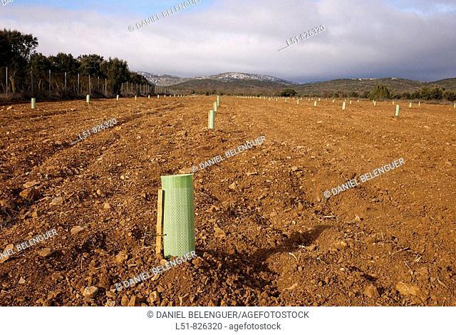 Truffle plantation, El Toro, Castellón, Comunidad Valenciana, Spain, Europe