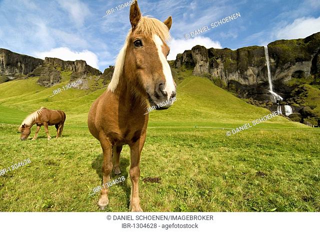 Iceland Horse and waterfall, Iceland, Europe
