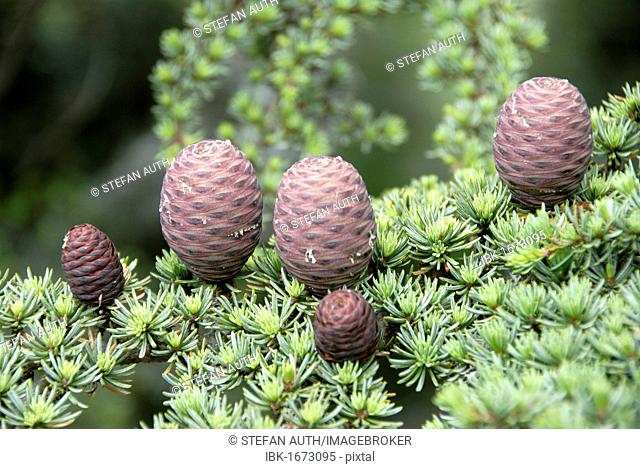 Branch of a Lebanon Cedar (Cedrus libani var brevifolia) with purple cones, Tripylos, Troodos Mountains, Southern Cyprus, Republic of Cyprus, Mediterranean Sea