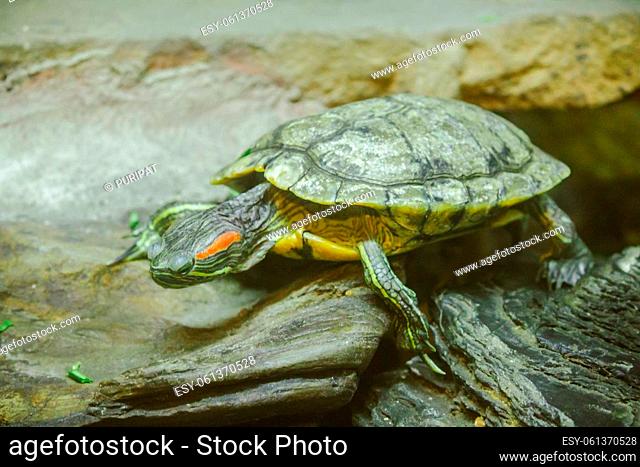 Trachemys scripta is on a rock A freshwater turtle is native to North America