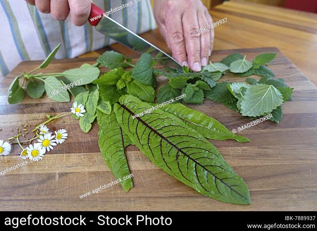 Southern German cuisine, herbs on chopping board, common daisy (Bellis perennis), common sorrel (Rumex acetosa), blood sorrel, lemon balm (Melissa officinalis)