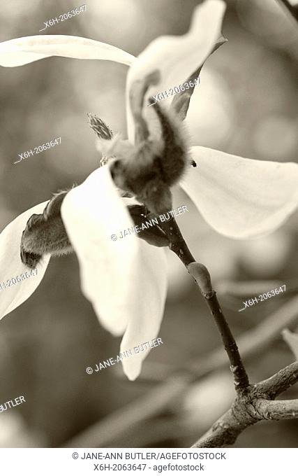 a wonderfully expressive magnolia portait - sepia toned