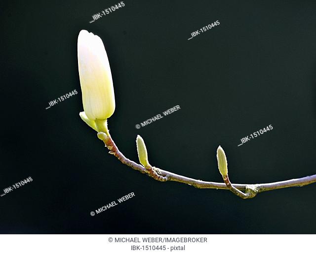 Yulan Magnolia (Magnolia denudata Desr.), Central China