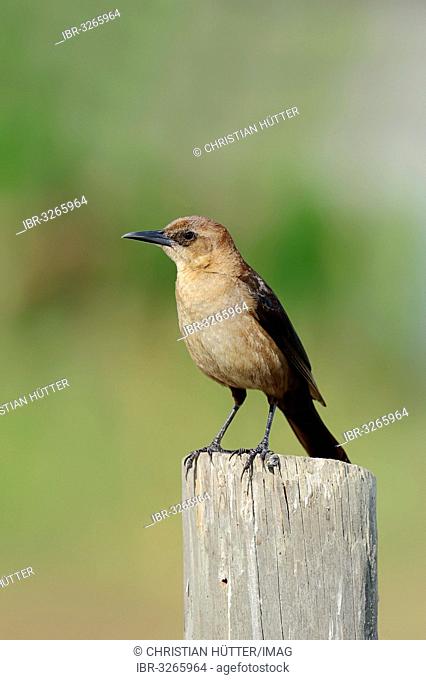 Boat-tailed Grackle (Quiscalus major), female perched on a fence post
