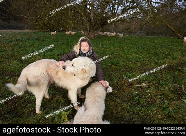 21 November 2020, Rhineland-Palatinate, Kirchwald: Shepherdess Heike Dahm-Rulf stroking on her sheep pasture, the guard dogs bee and Günther