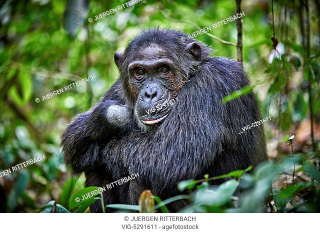 UGANDA, FORT PORTAL, 12.02.2015, Common chimpanzee, Pan troglodytes, Kibale National Park, Fortl Portal, Uganda, Africa - Fort Portal, Uganda, 12/02/2015