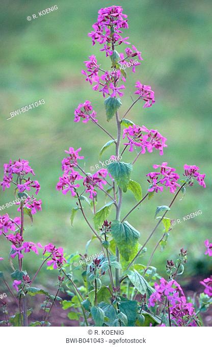 Honesty plant, Annual honesty (Lunaria annua), blooming plant
