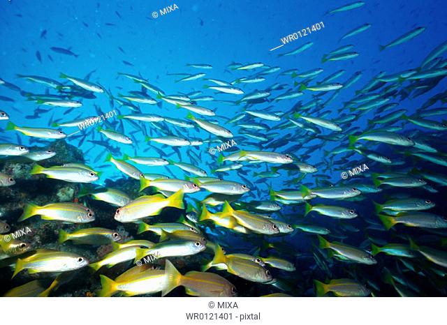 Large group of Bigeye Snapper fish swimming underwater, Thailand