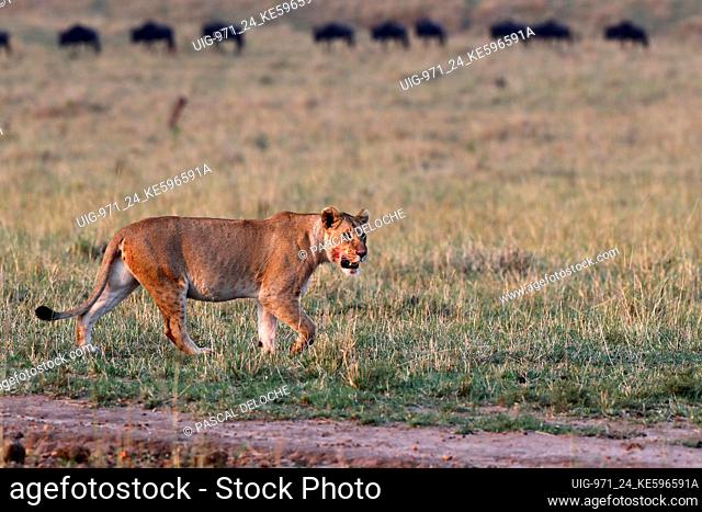 Lioness (Panthera leo) in savanna. Masai Mara National Park. Kenya