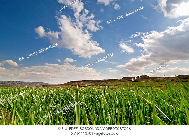Land in Monegros spring  Aragón  Spain