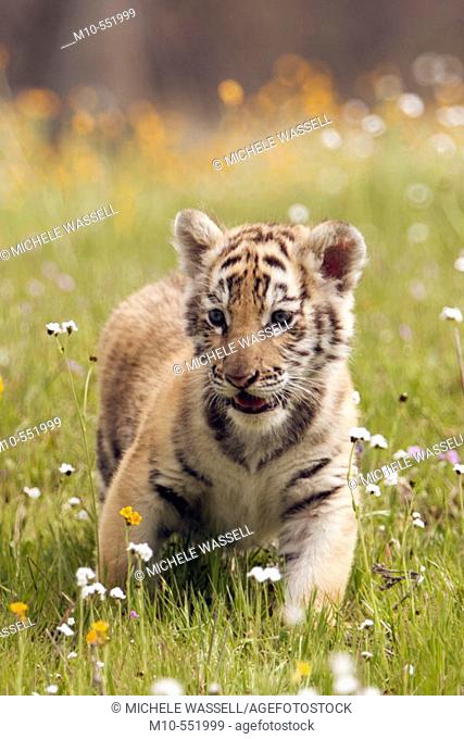 Tiger cub walking through a field of wild spring flowers
