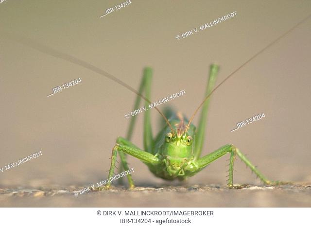 Portrait of a Great Green Bush Cricket Tettigonia Viridissima