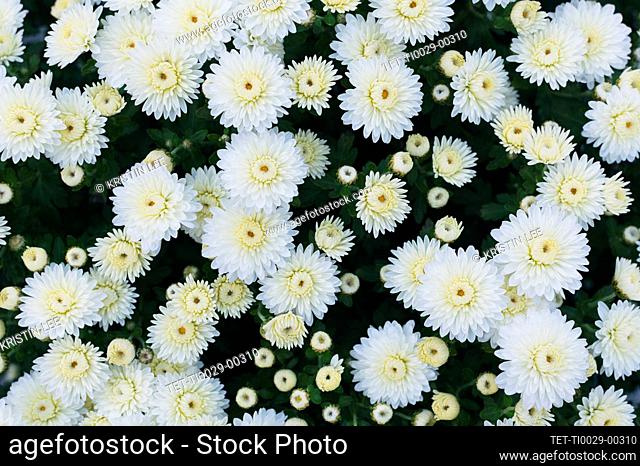 Overhead view of white chrysanthemums