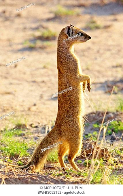 yellow mongoose (Cynictis penicillata), sit up and beg, Namibia