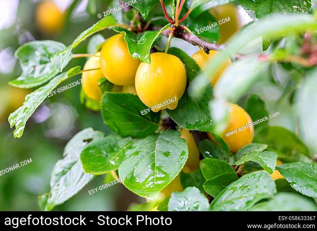 Raw yellow plum mirabelle fruit growing on tree. Prunus domestica, Czech Republic