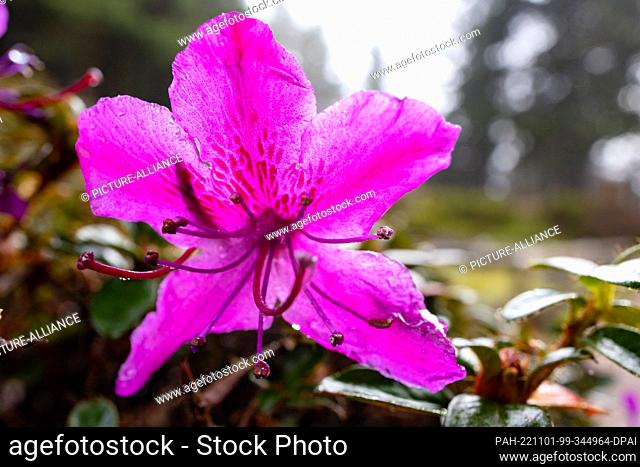 01 November 2022, Thuringia, Oberhof: A low alpine rose blooms at the end of the season in the Rennsteig Garden. Around 40, 000 visitors
