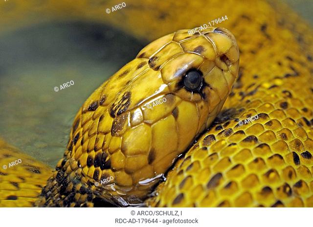Cape Cobra, Yellow Cobra