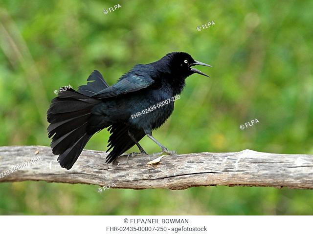 Greater Antillean Grackle (Quiscalus niger gundlachii) adult male, displaying on wooden railing, Zapata Peninsula, Matanzas Province, Cuba, March