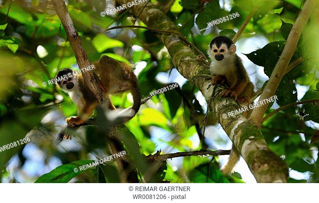 Common squirrel monkeys resting and grooming in rainforest trees