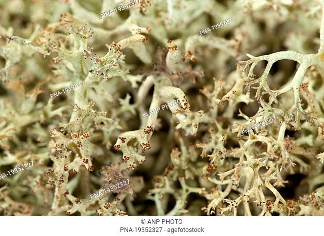 Reindeer lichen Cladonia portentosa - Mantingerveld, Nieuw Balinge, Drenthe, The Netherlands, Holland, Europe