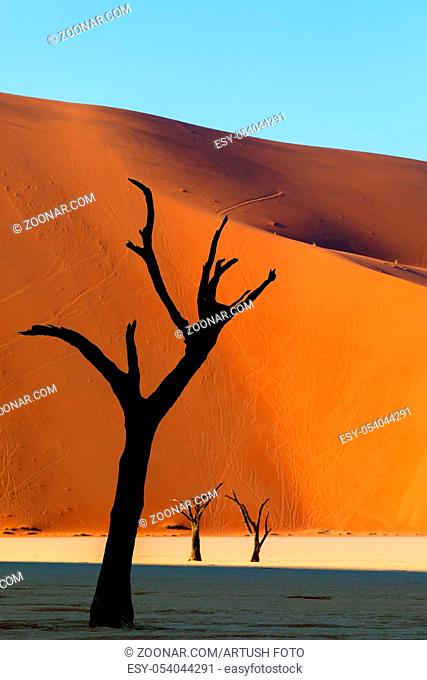 beautiful morning colors in Dead Vlei landscape, Namib desert, dead acacia tree in valley with blue sky, Namibia Sossusvlei, Africa wilderness landscape