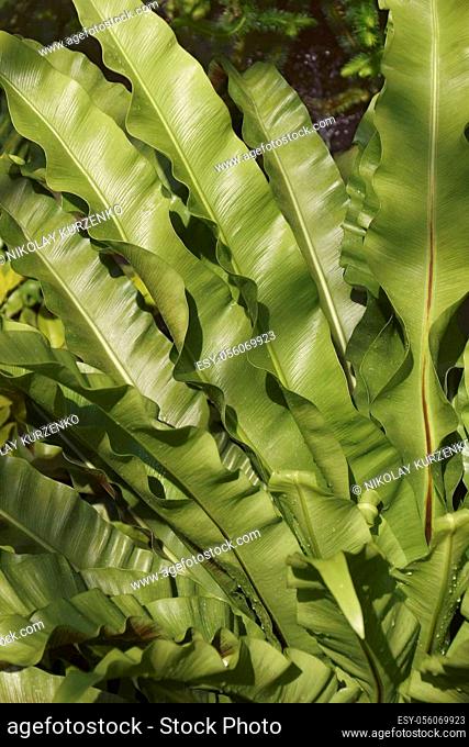 Bird's nest fern (Asplenium nidus). Close-up image of leaves