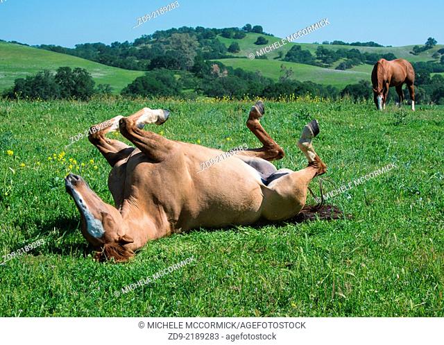 A horse rolls in the beautiful spring grass