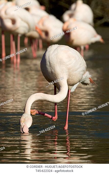 Great Flamingo. Phoenicopterus ruber. Saintes Maries de la Mer. Camargue. France February