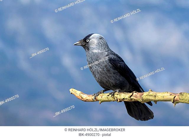 Western jackdaw (Corvus monedula) sits on a branch, Tyrol, Austria