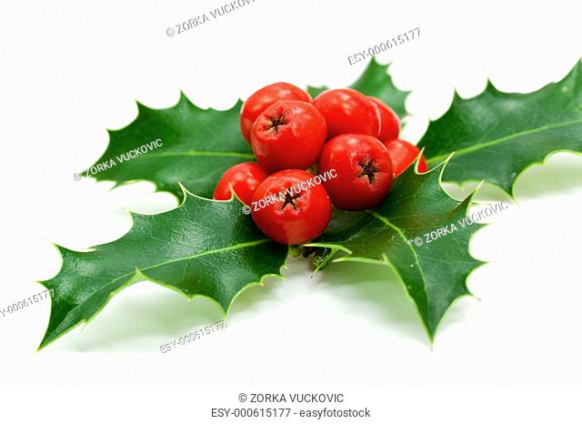 Holly Leaves and Berries, isolated on whi